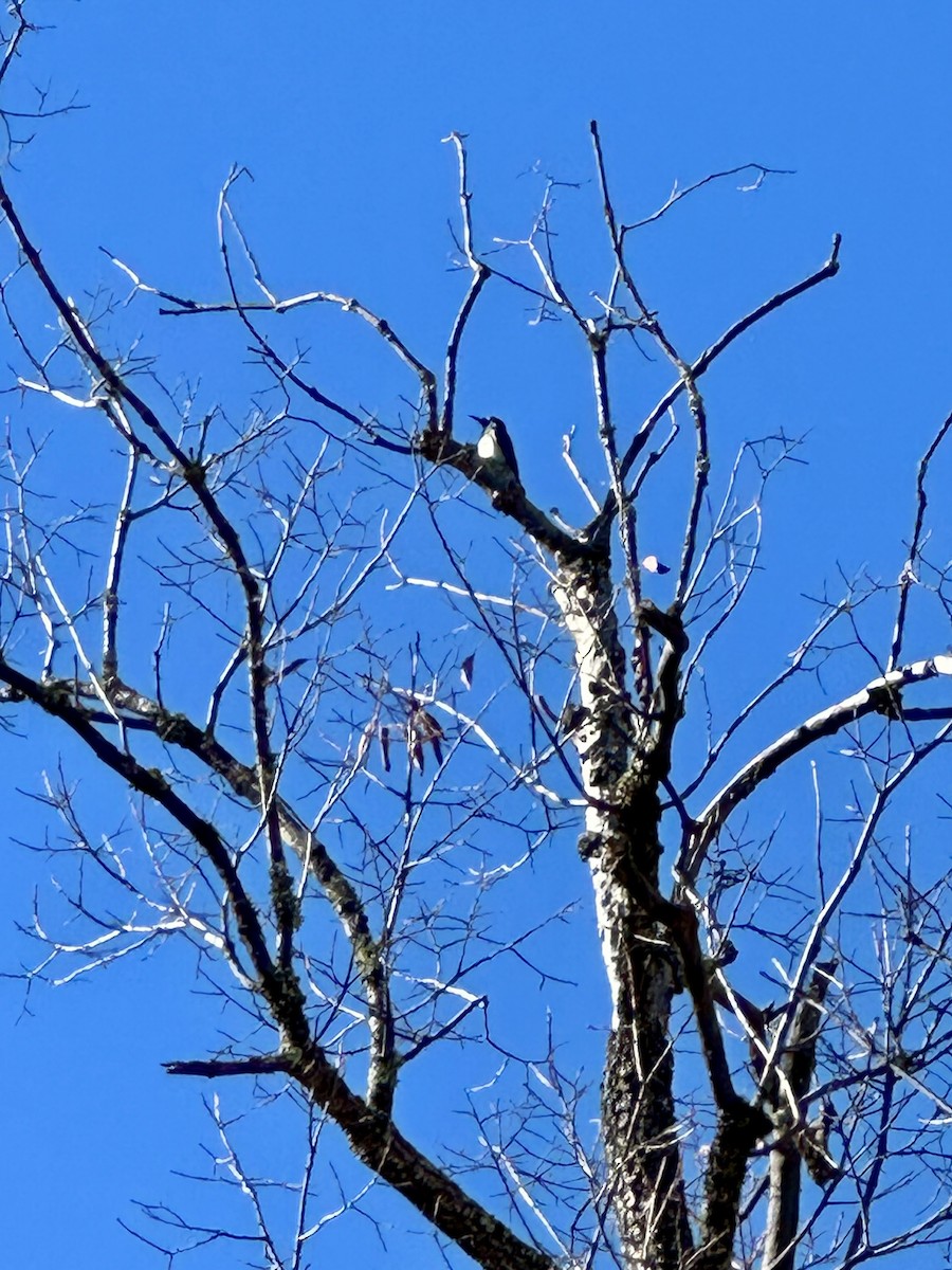 Acorn Woodpecker - ML646771728