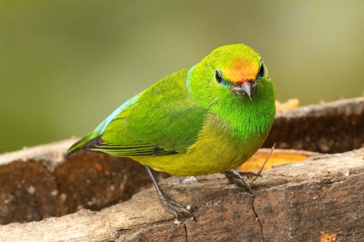 Organiste à nuque bleue - ML646771731