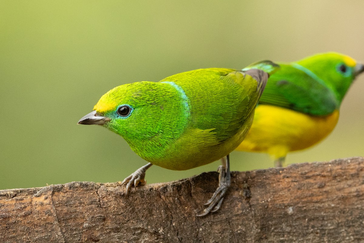 Organiste à nuque bleue - ML646771732