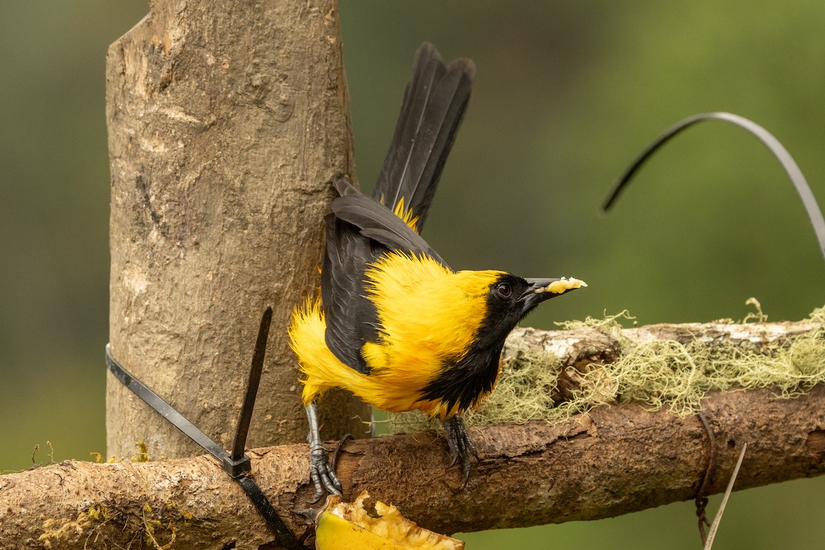 Oriole noir et or - ML646771736