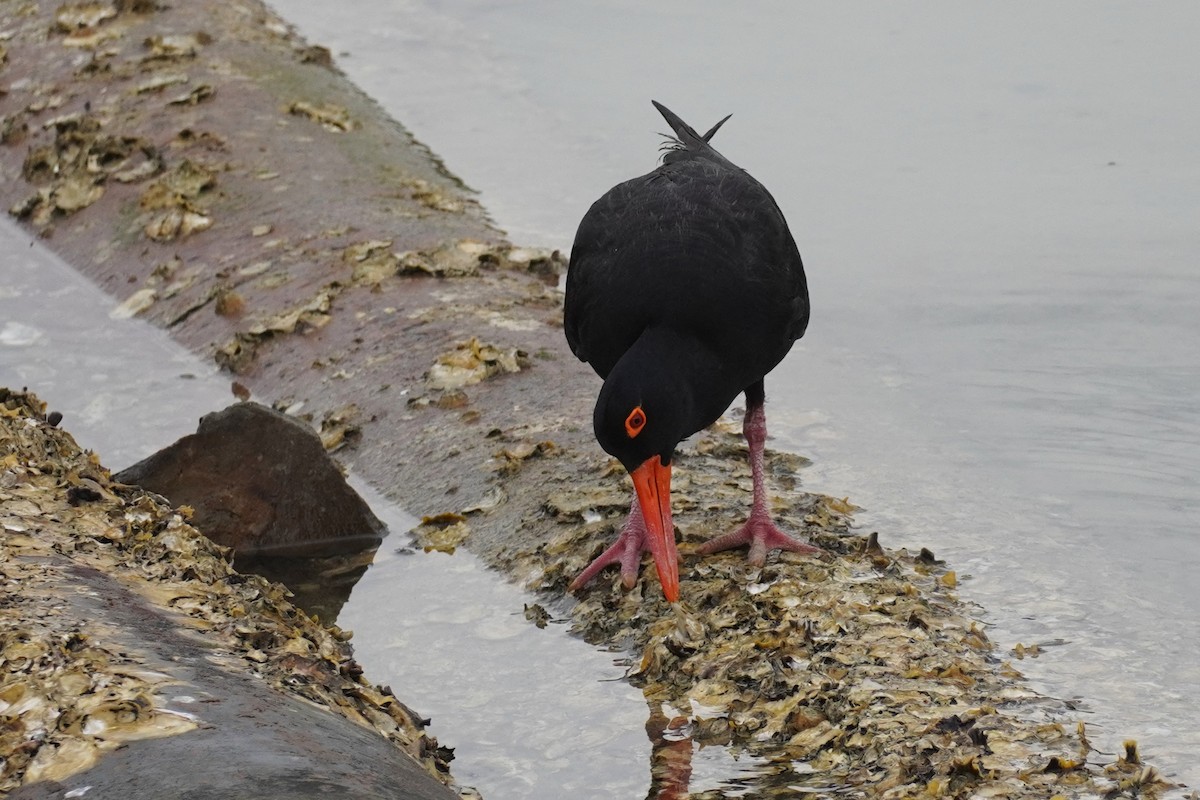 Sooty Oystercatcher - ML646771737