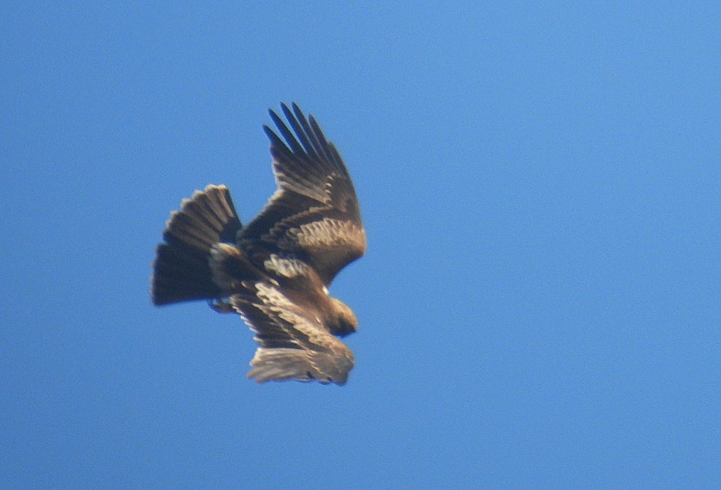 Küçük Kartal - ML646771740