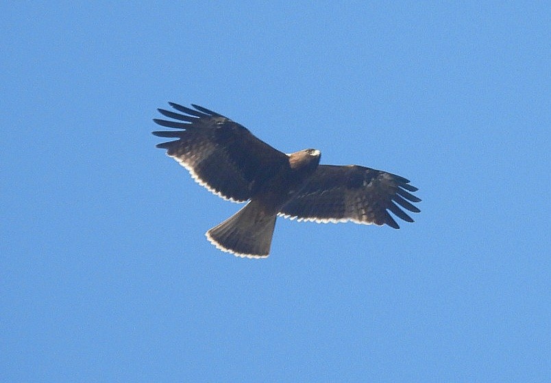 Küçük Kartal - ML646771741