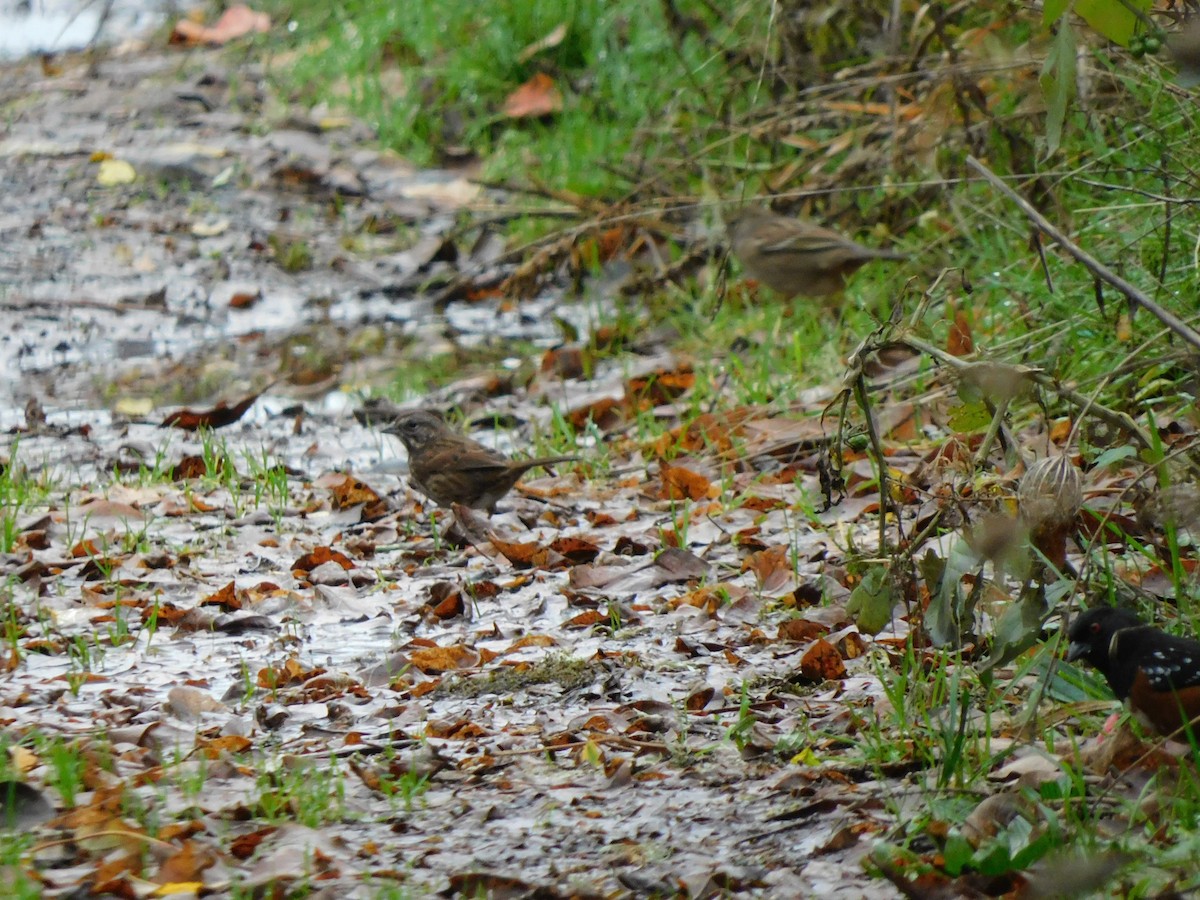 Song Sparrow - ML646771742