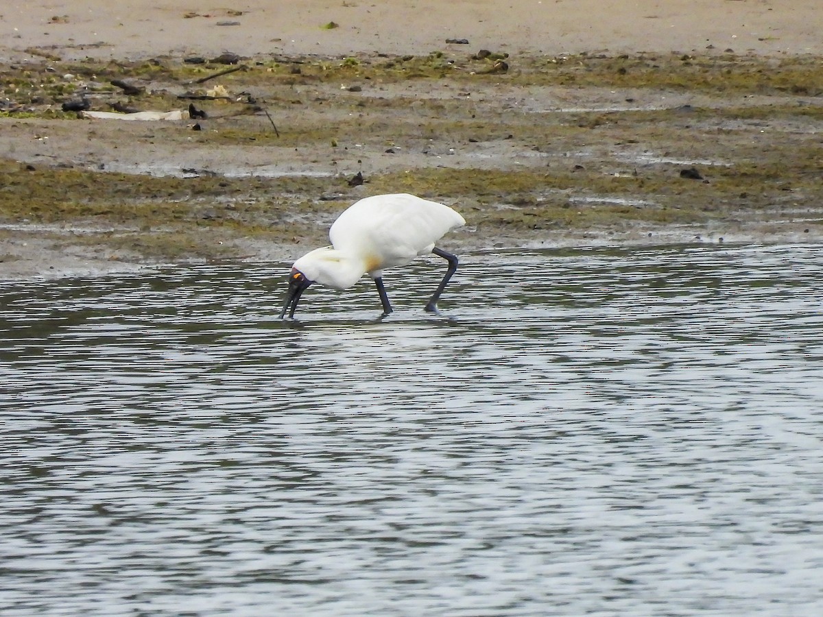 Косар королівський - ML646771744