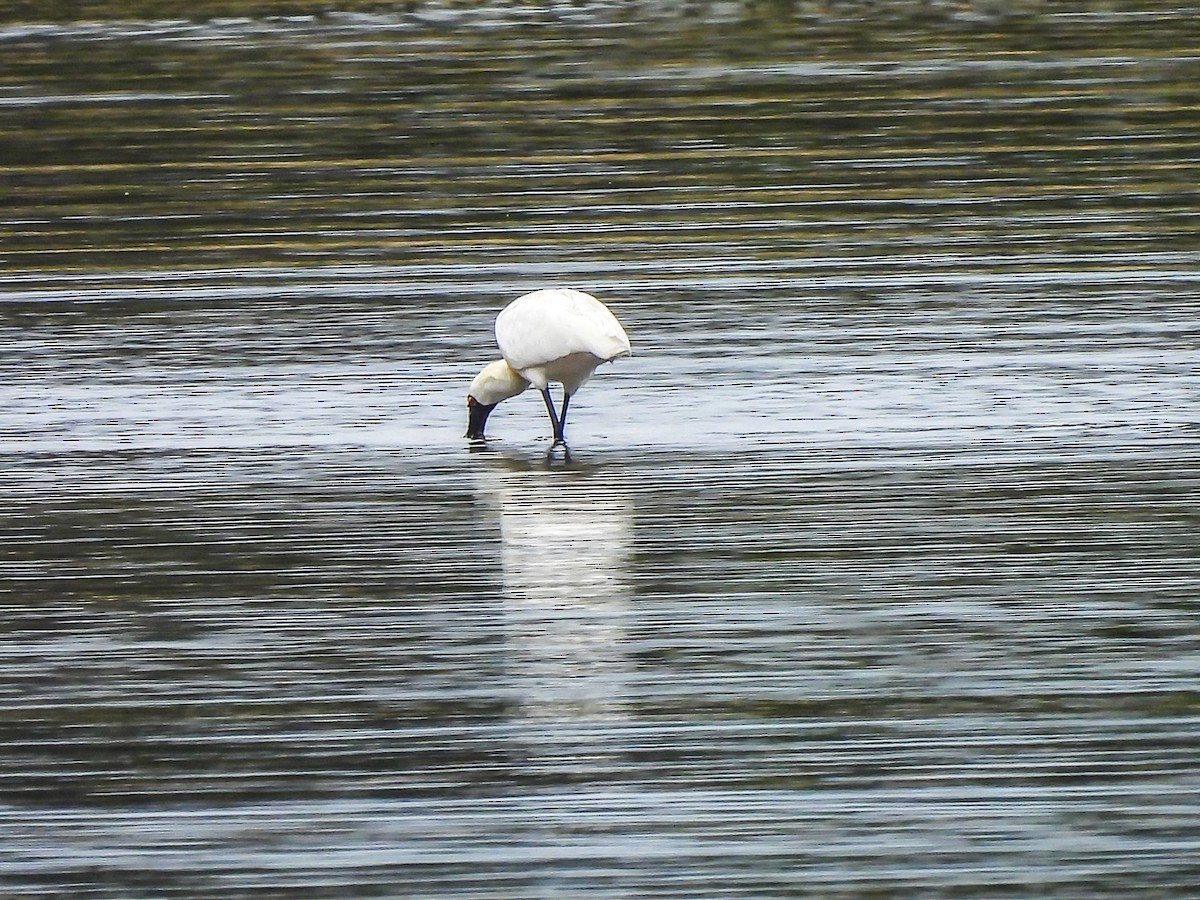 Косар королівський - ML646771745