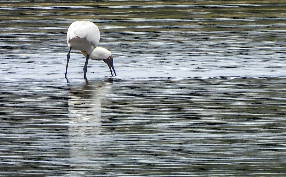 Косар королівський - ML646771746