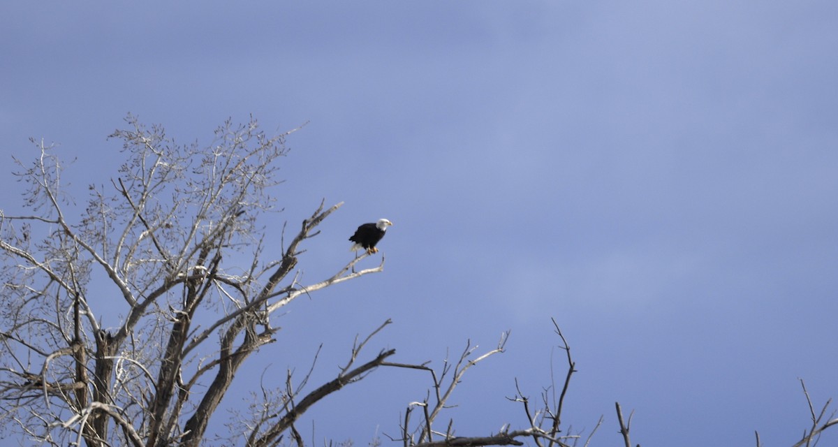 ハクトウワシ - ML646771747