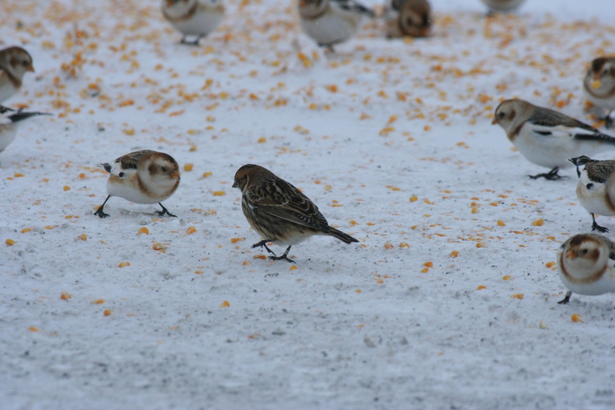 Подорожник лапландський - ML646771748