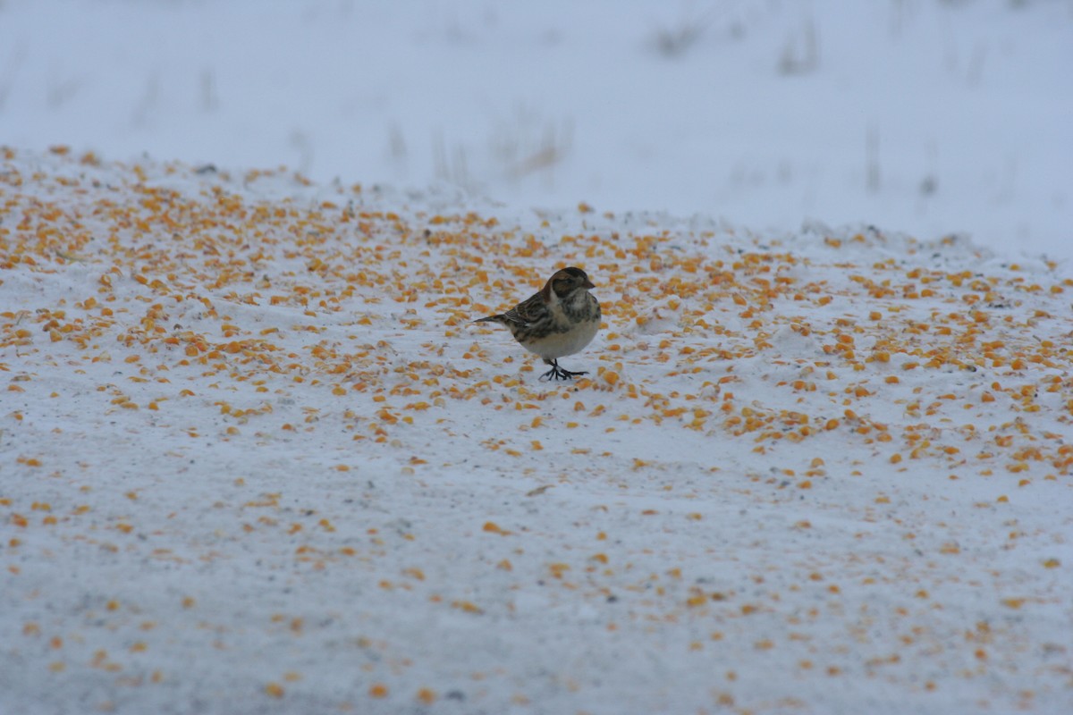 Подорожник лапландський - ML646771749