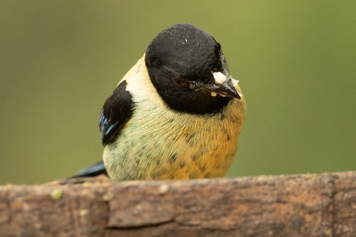 Calliste à tête noire - ML646771750