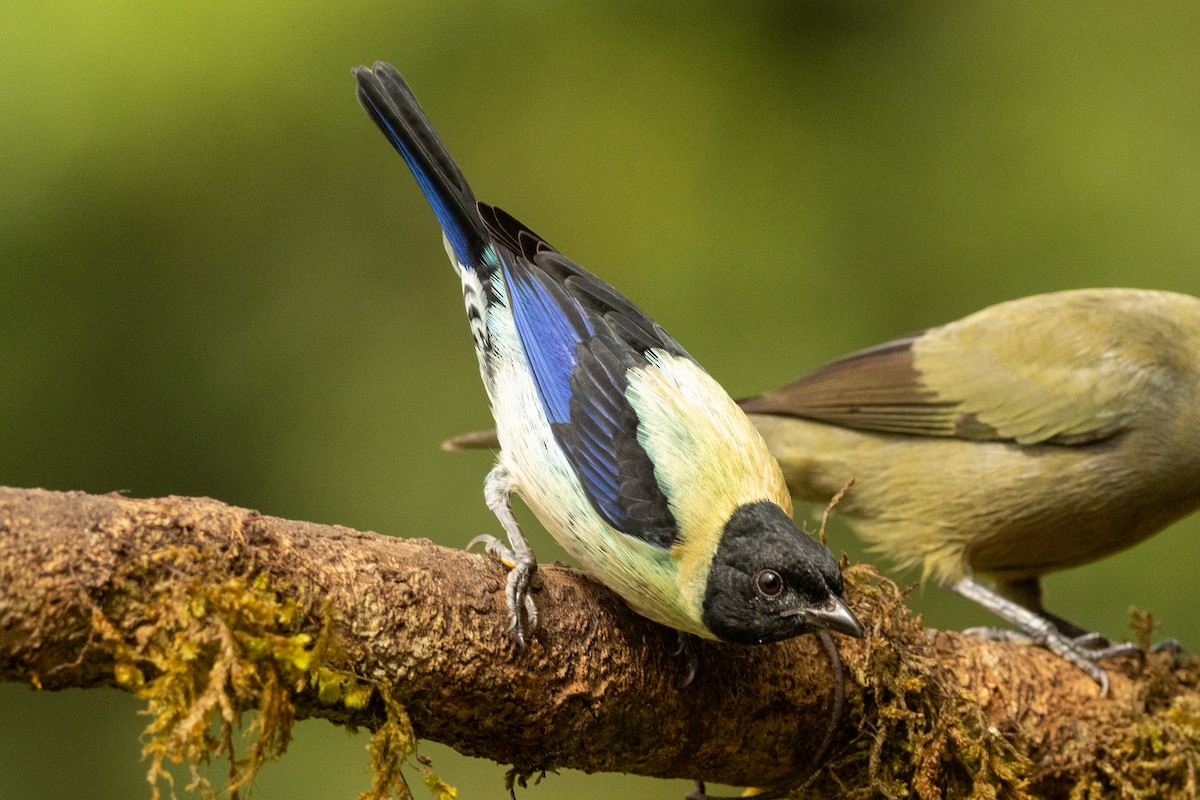 Calliste à tête noire - ML646771751