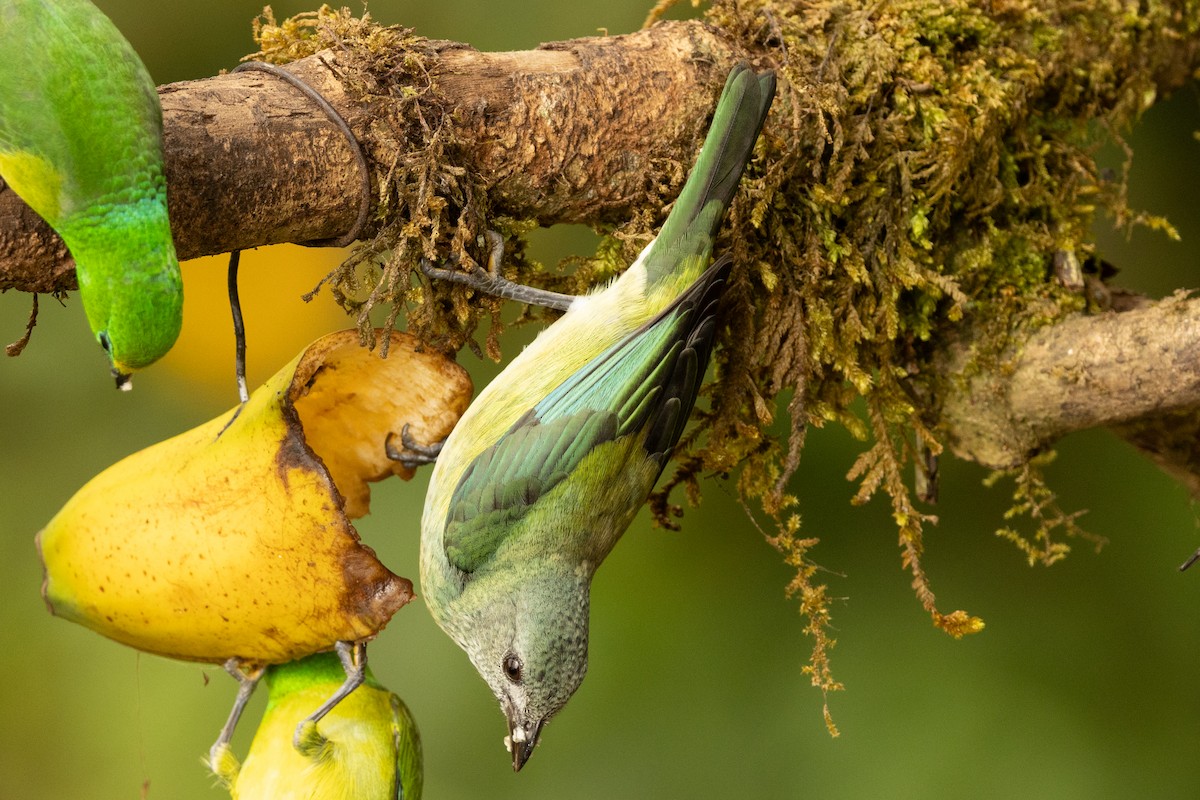 Calliste à tête noire - ML646771752