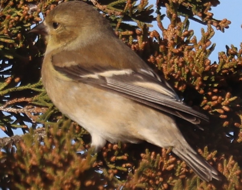 Jilguero Yanqui - ML646771753