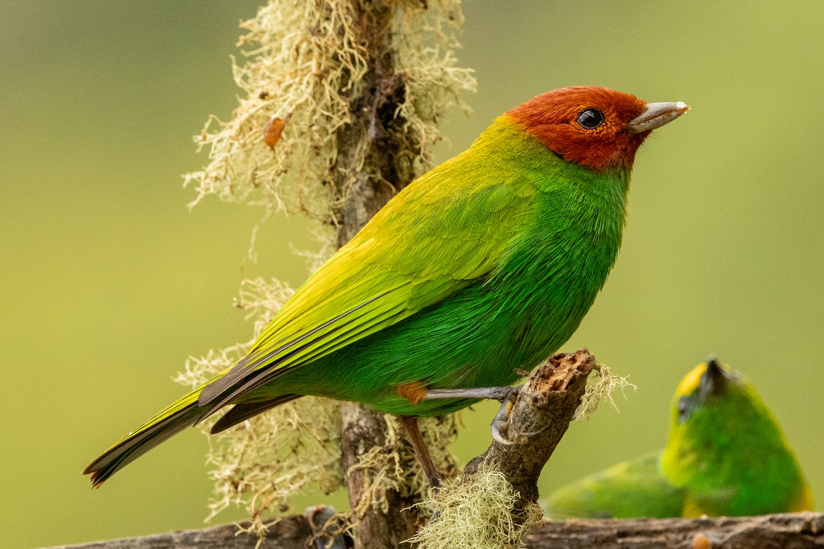 Calliste rouverdin (viridissima/toddi) - ML646771755