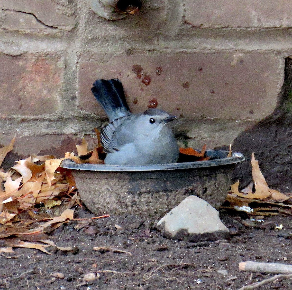 Gray Catbird - ML646771756