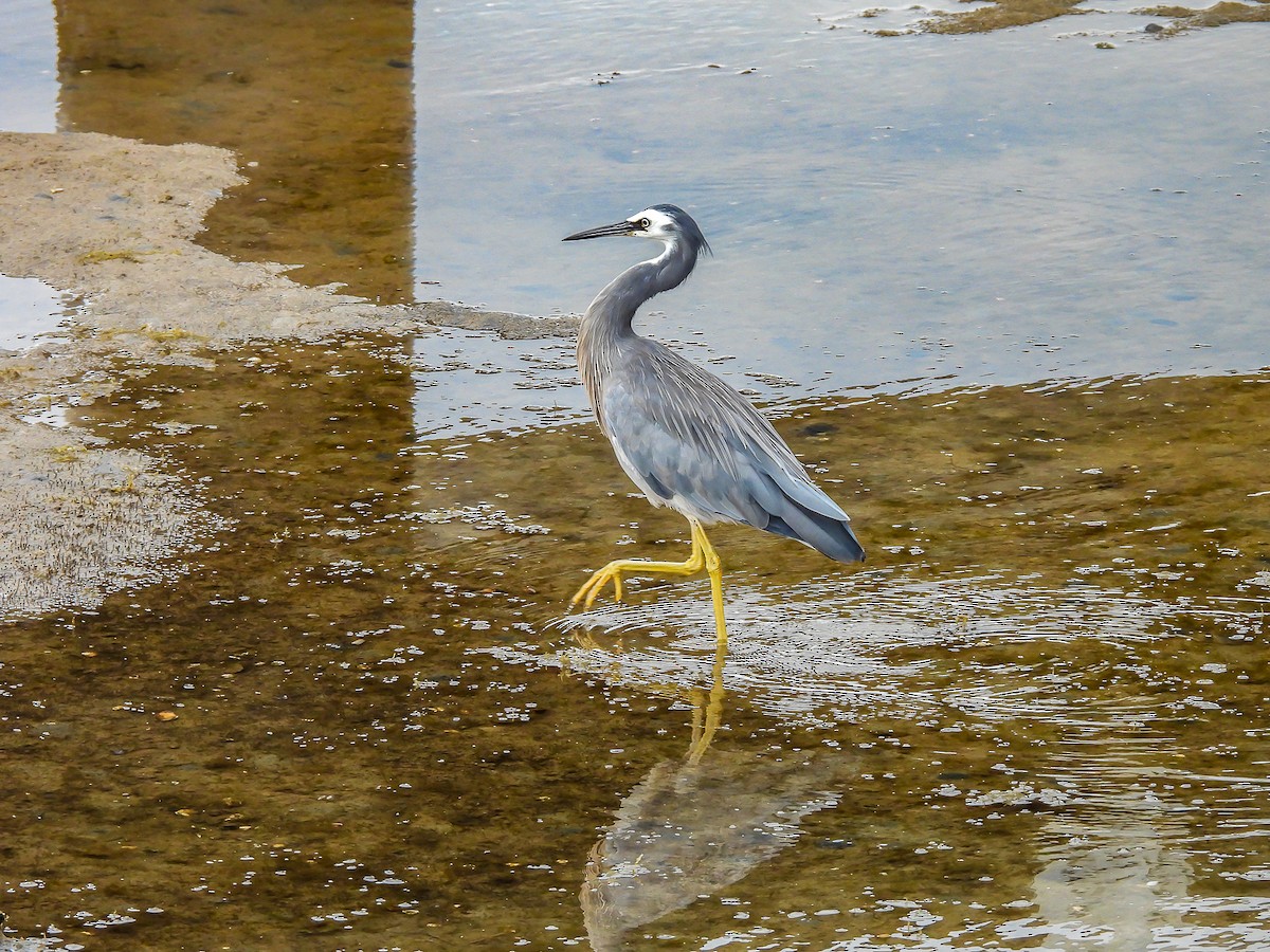 White-faced Heron - ML646771757