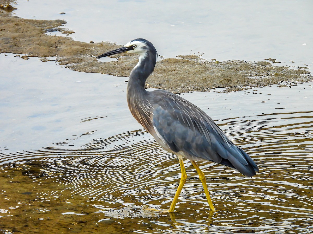 White-faced Heron - ML646771758