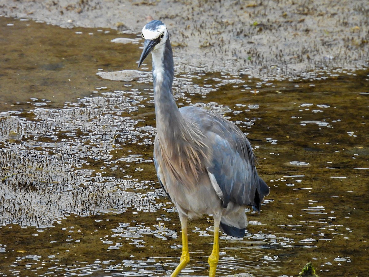 White-faced Heron - ML646771759