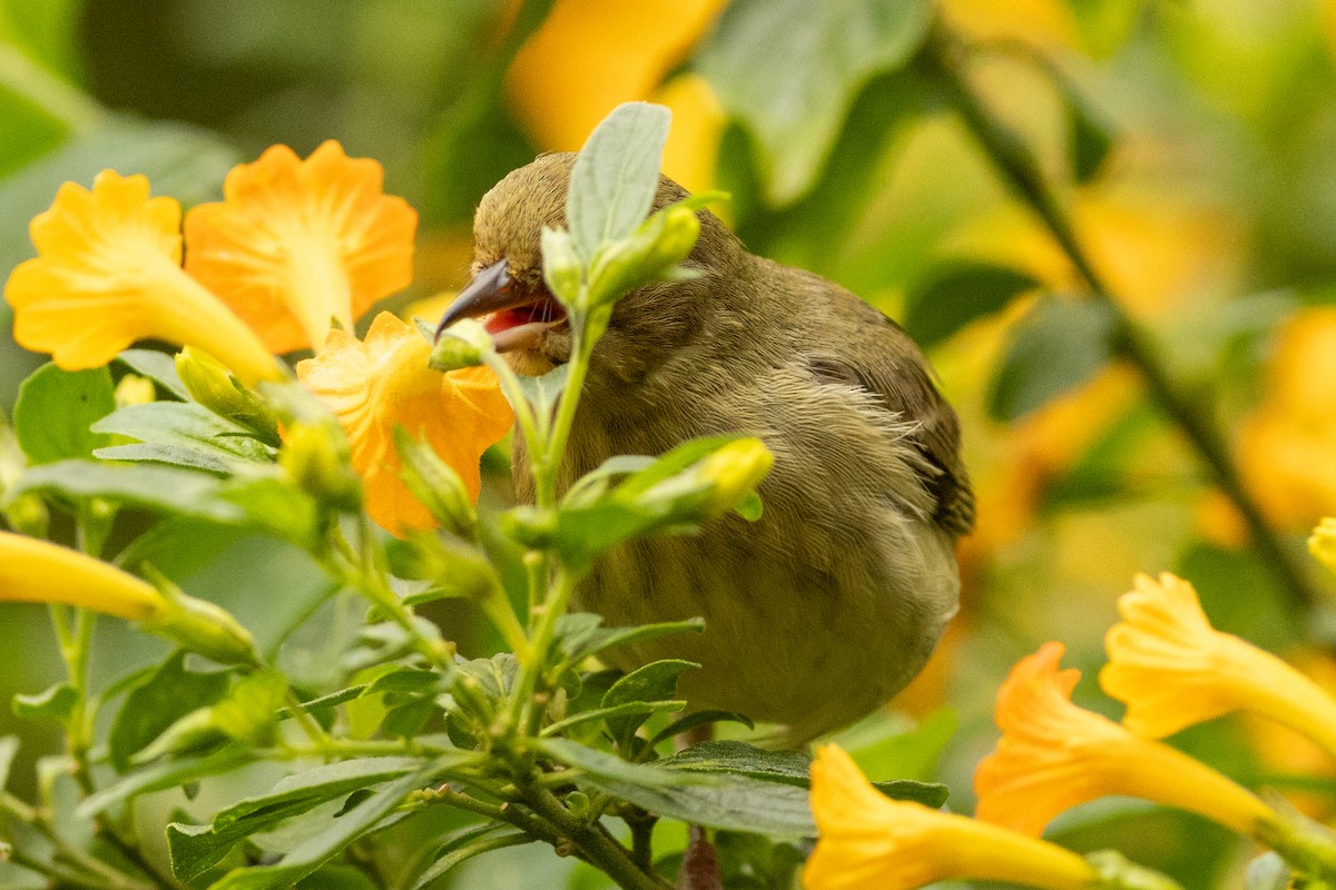 Percefleur rouilleux - ML646771760