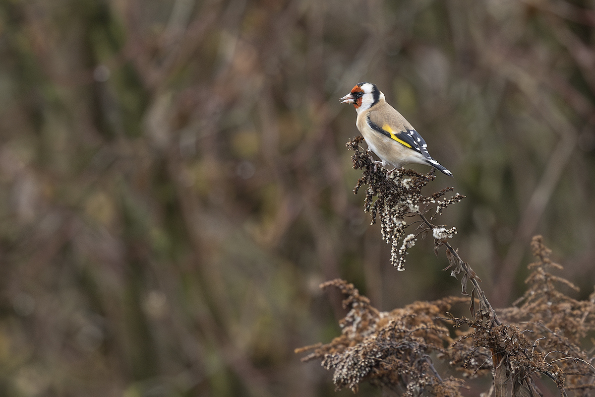 Щегол - ML646771762