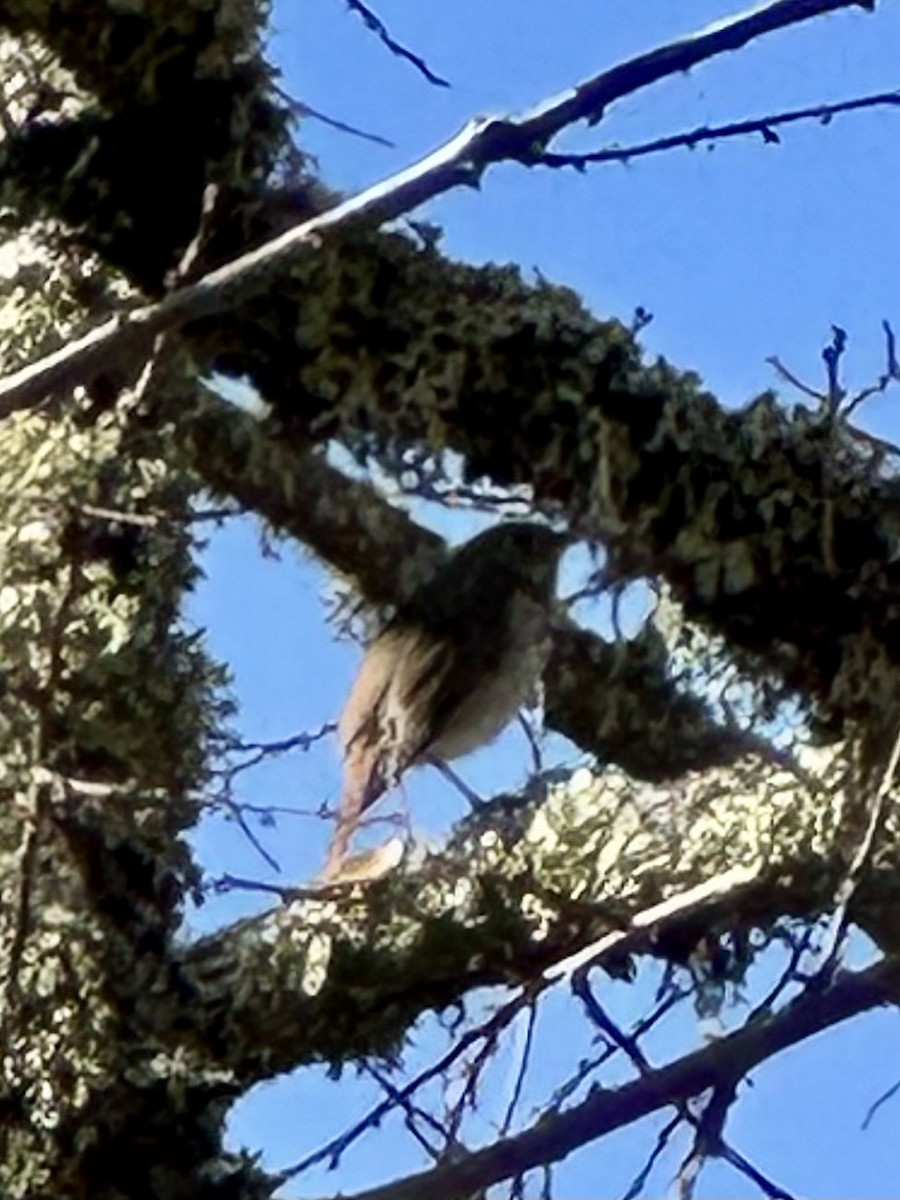 Hermit Thrush - ML646771763