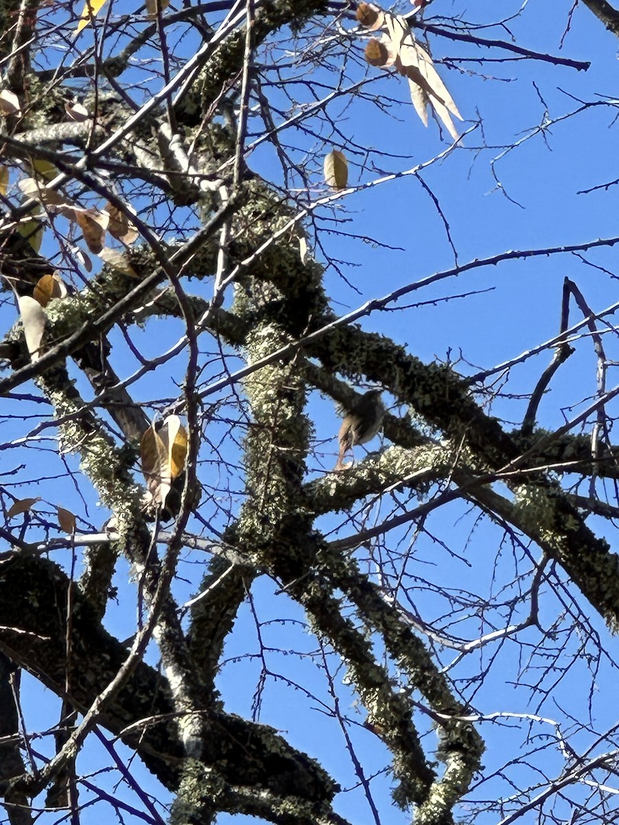 Hermit Thrush - ML646771764