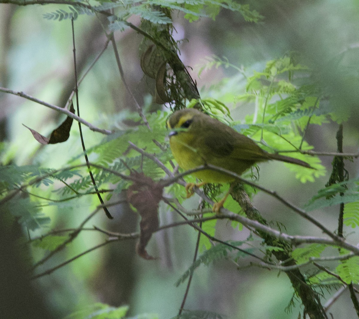 bergparula - ML646771765