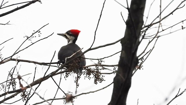 Хохлатая желна - ML646771766