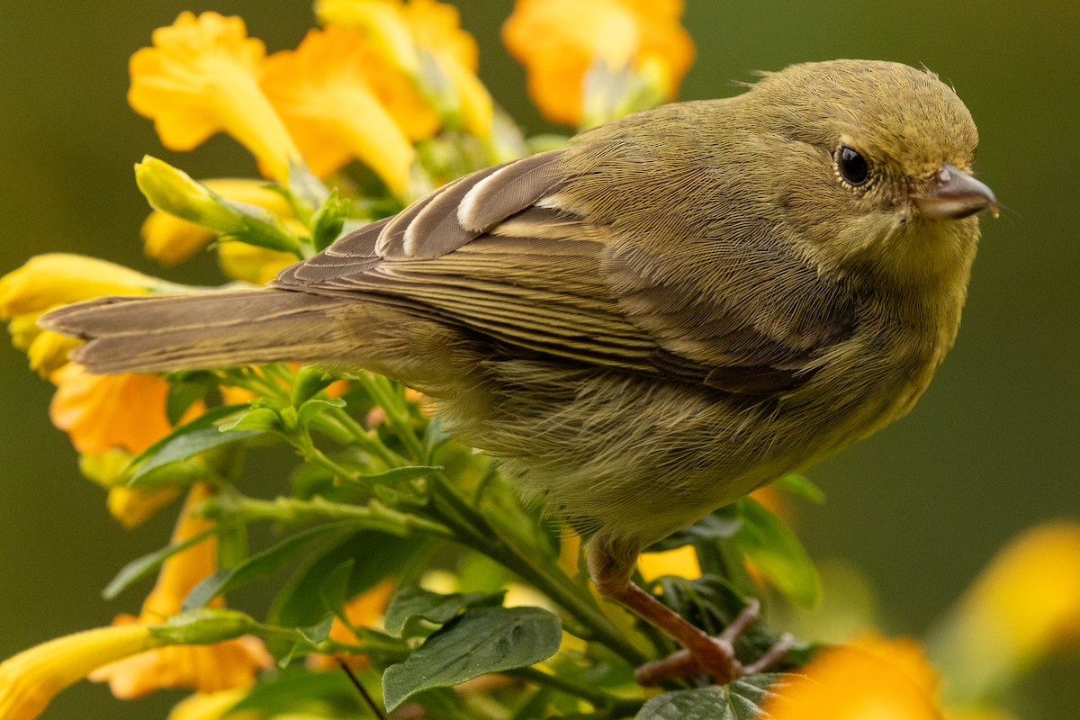 Percefleur rouilleux - ML646771767
