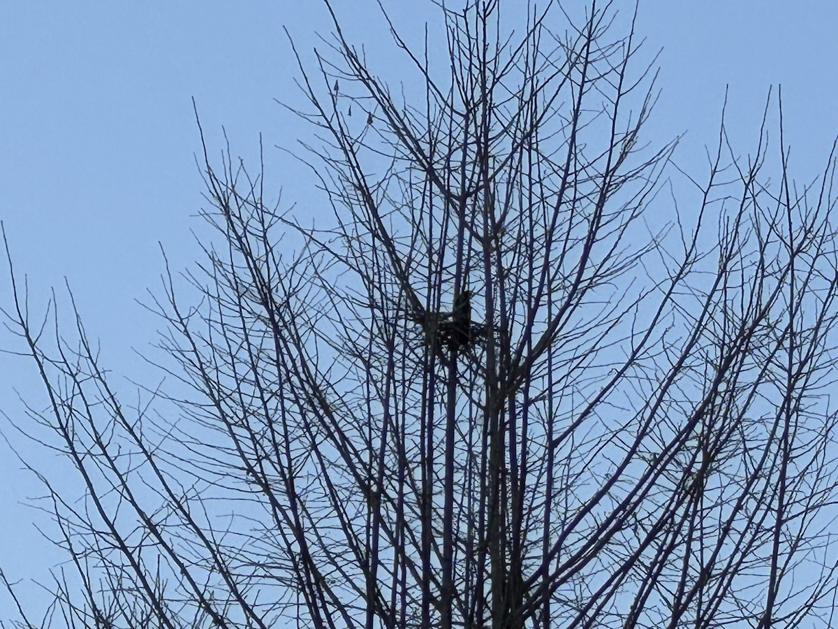 Oriental Magpie - ML646771768