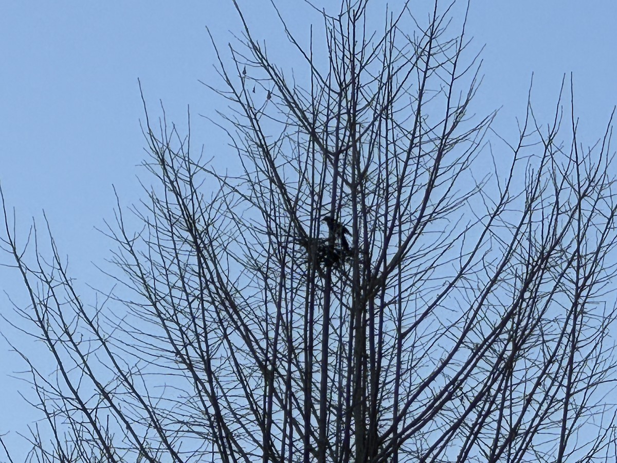 Oriental Magpie - ML646771769