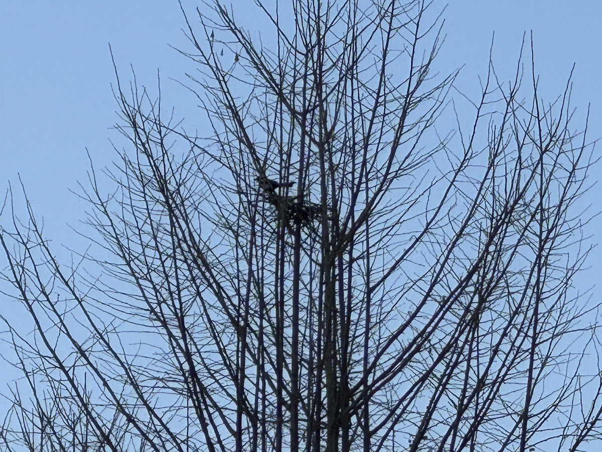 Oriental Magpie - ML646771770