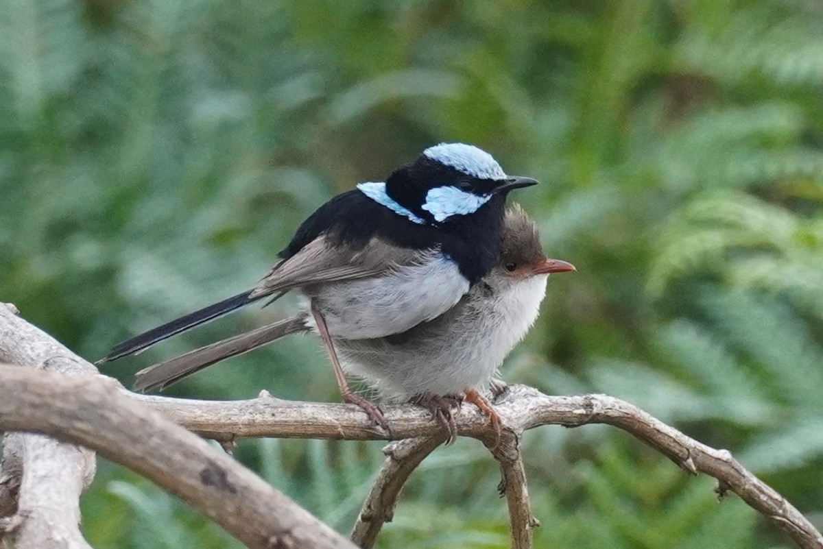 Superb Fairywren - ML646771771