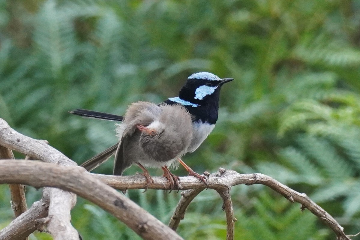 Superb Fairywren - ML646771772
