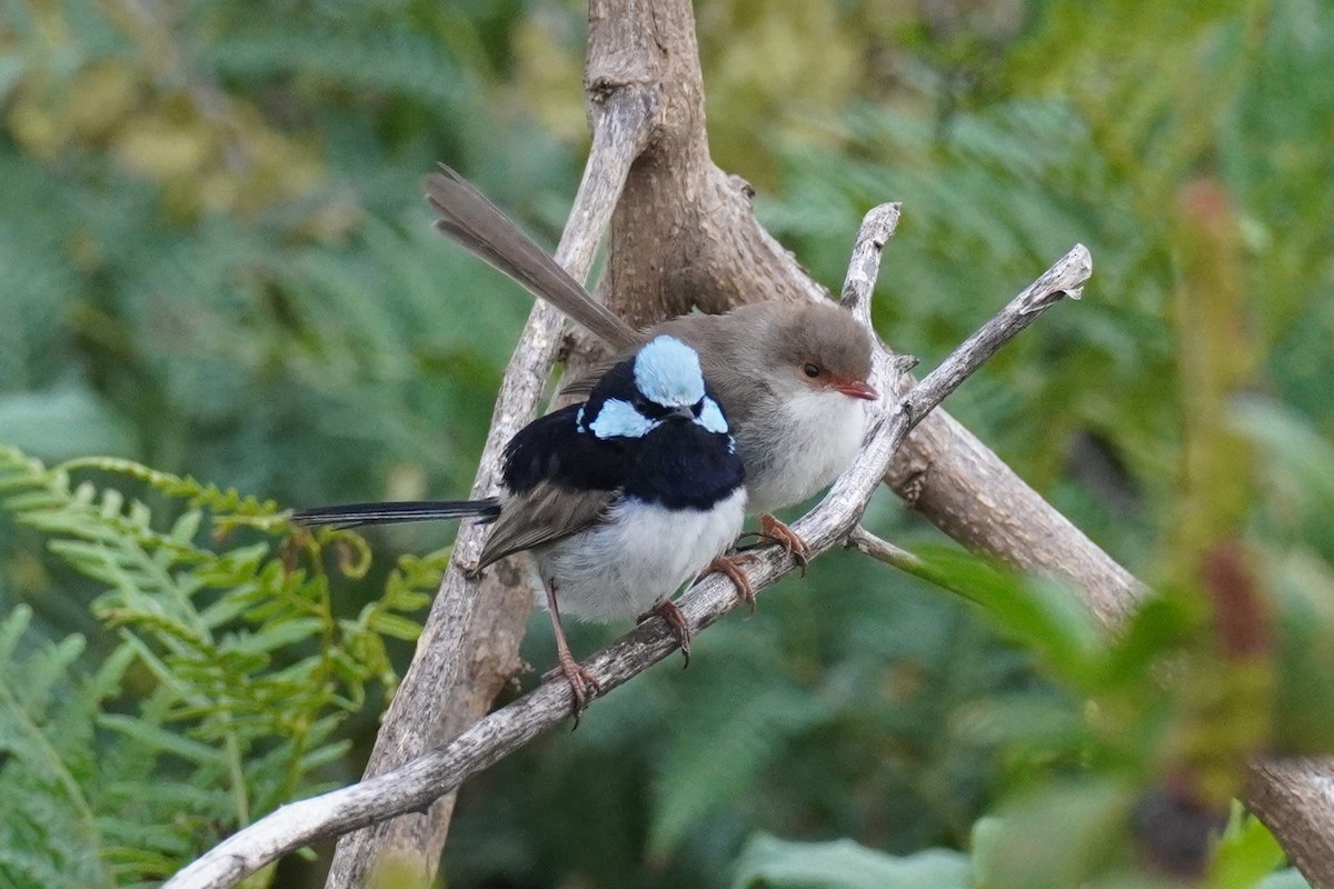 Superb Fairywren - ML646771773