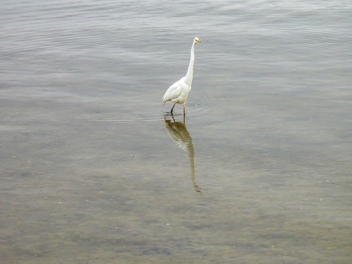Great Egret - ML646771774