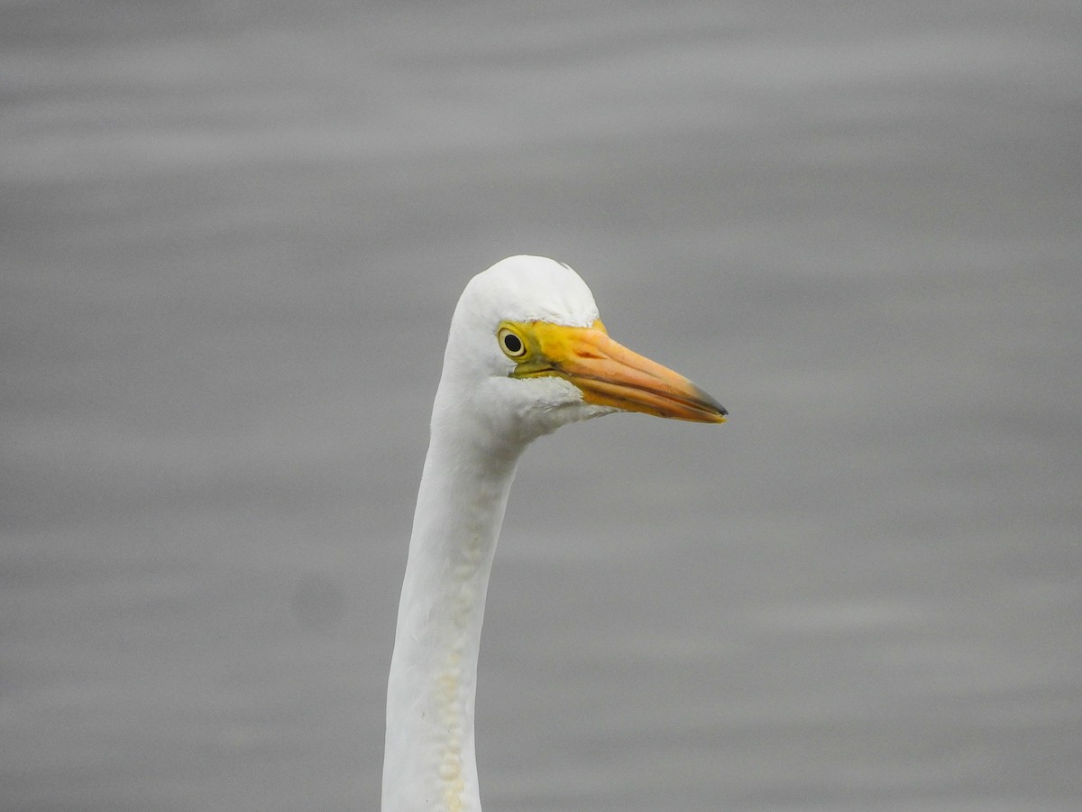 Great Egret - ML646771775