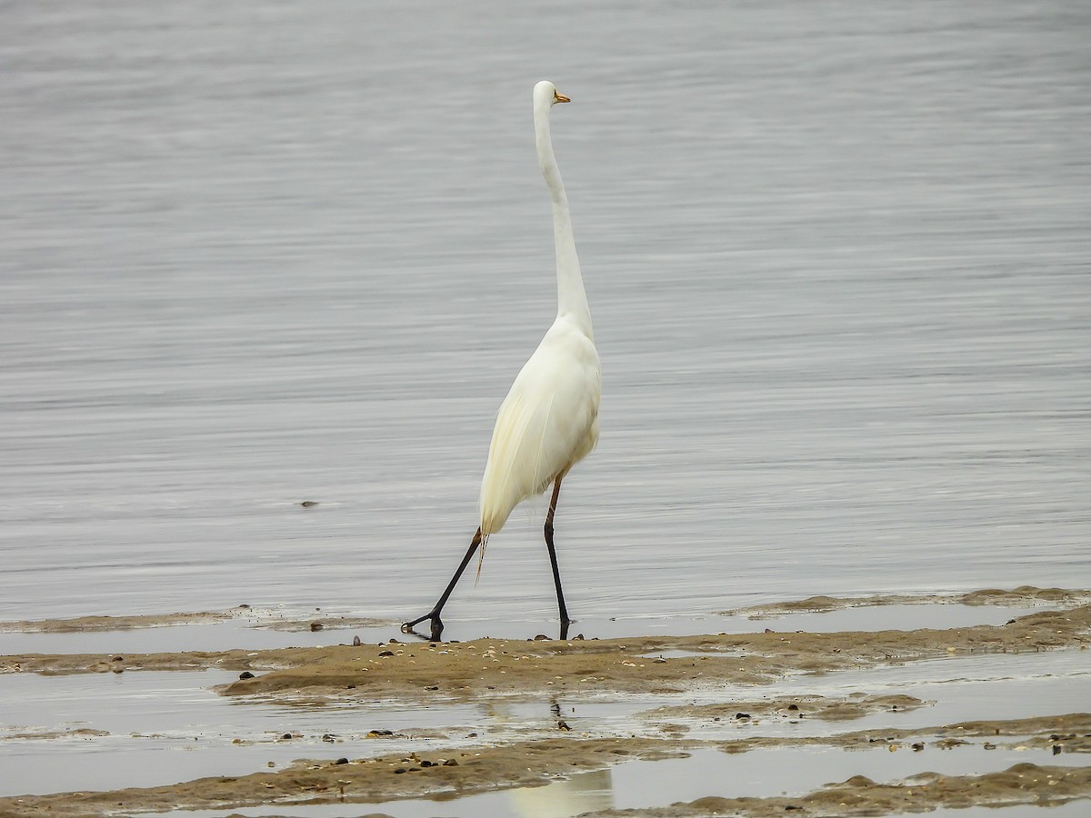 Great Egret - ML646771776