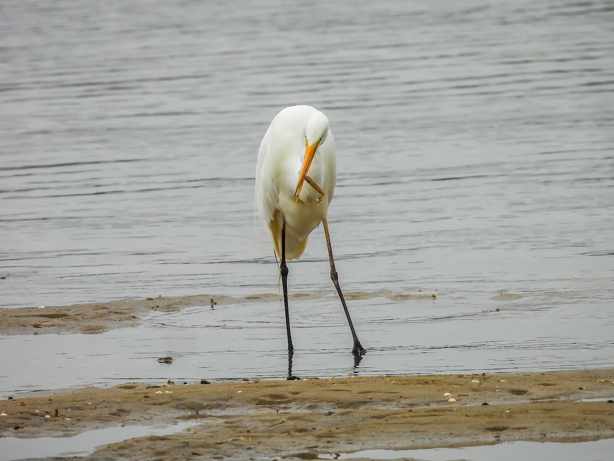 Great Egret - ML646771777
