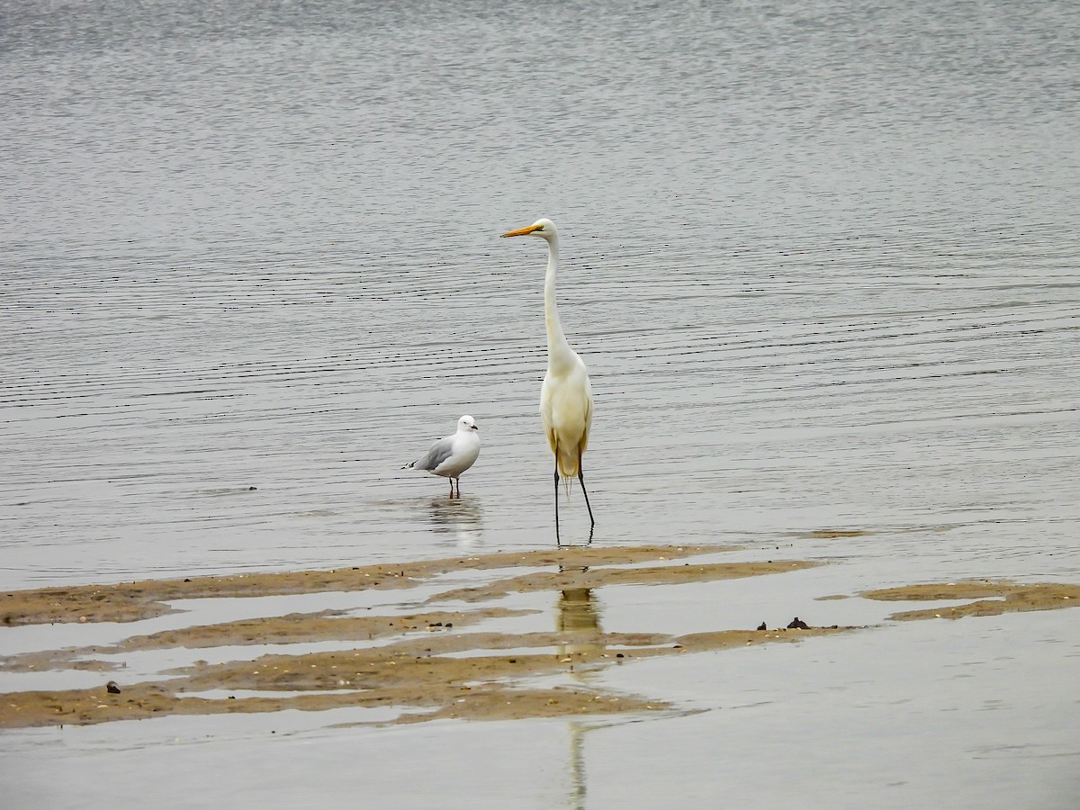 Great Egret - ML646771778