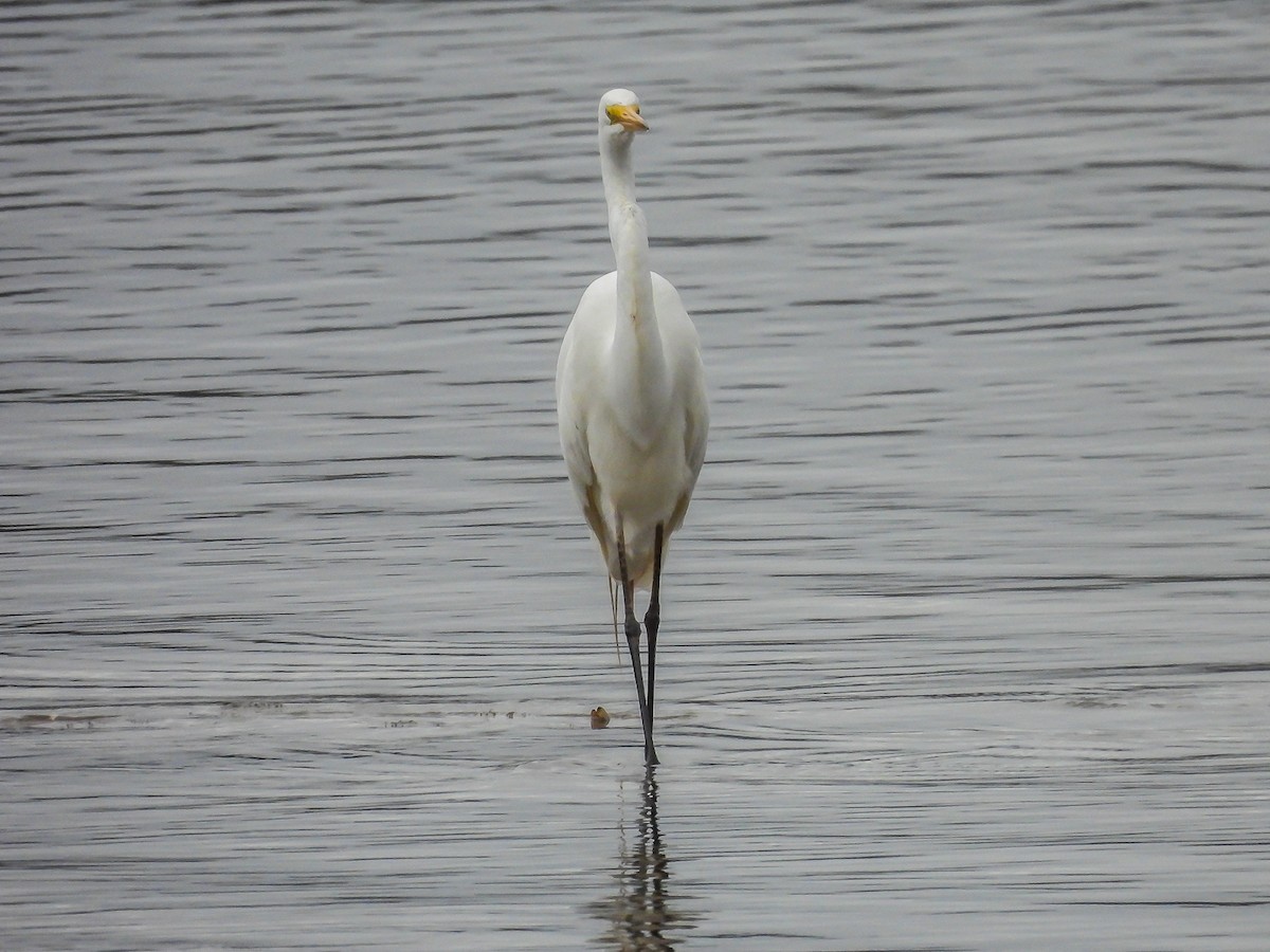 Great Egret - ML646771779