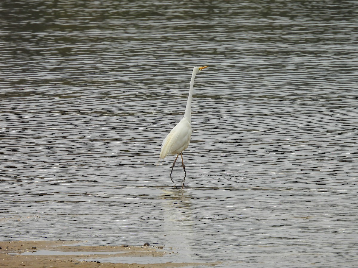 Great Egret - ML646771780