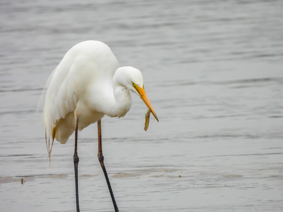 Great Egret - ML646771781