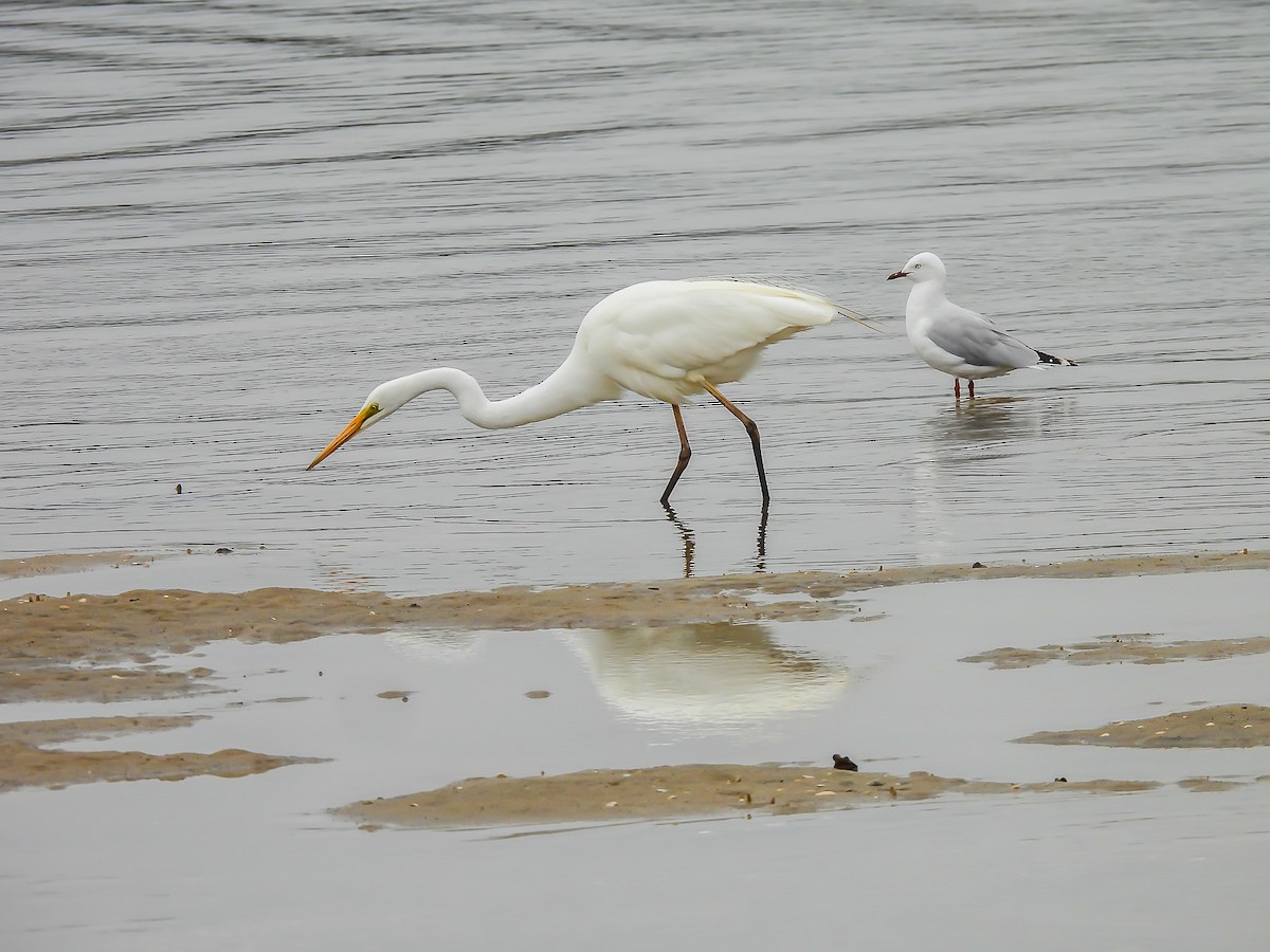 Great Egret - ML646771782