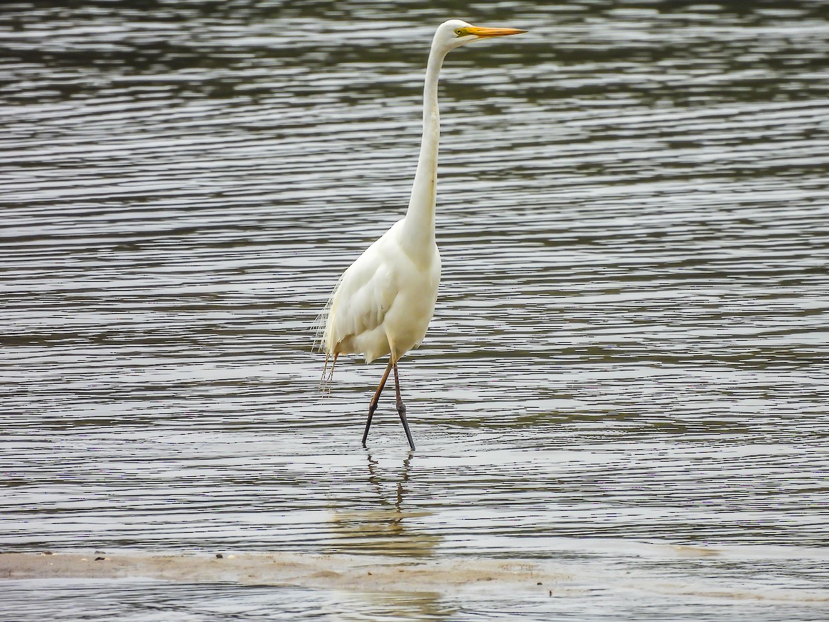 Great Egret - ML646771783
