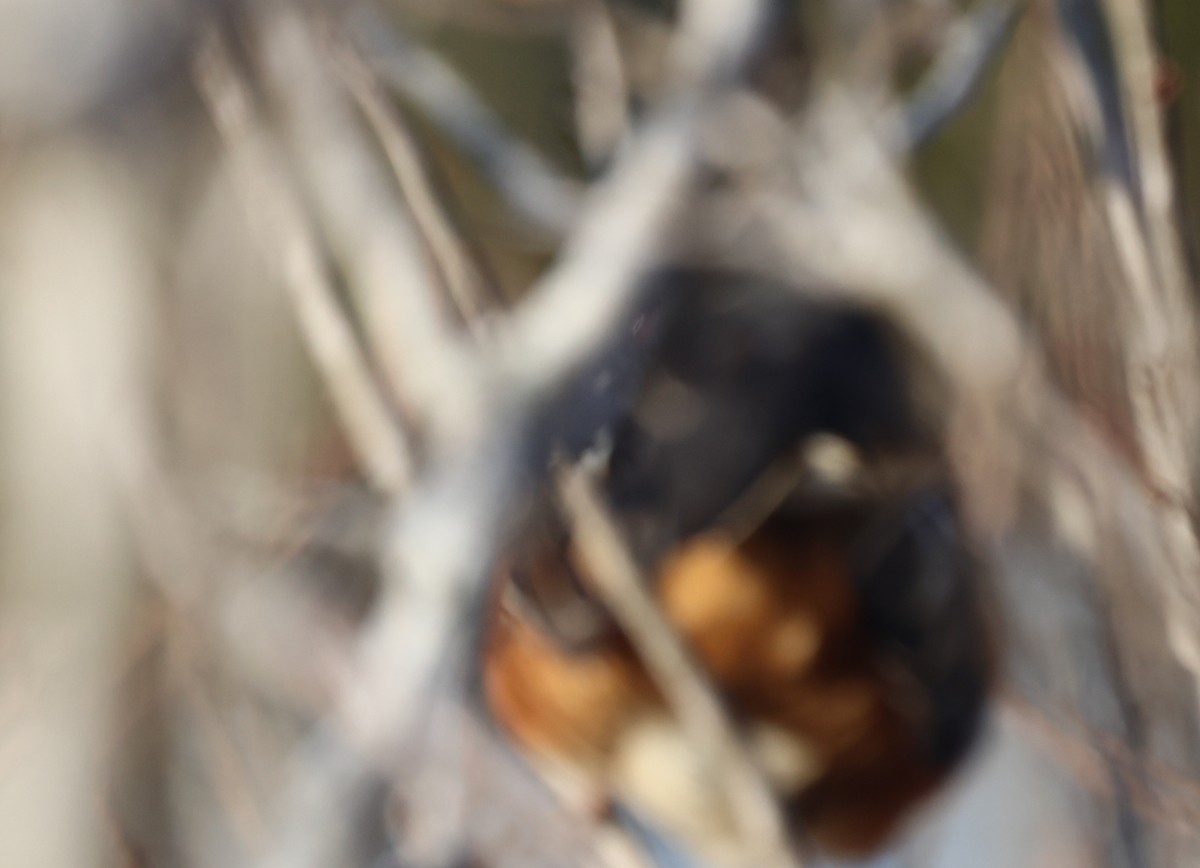 Toquí Flanquirrufo - ML646771784