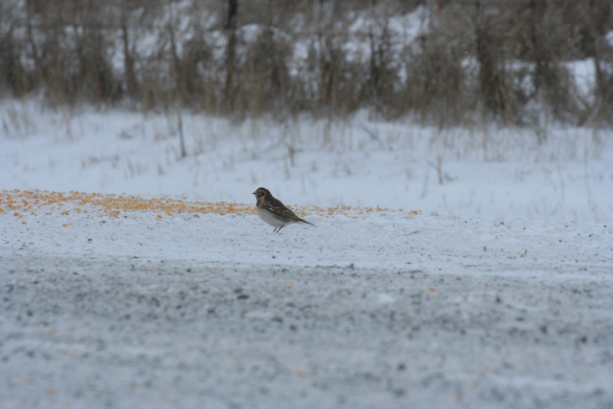Подорожник лапландський - ML646771785