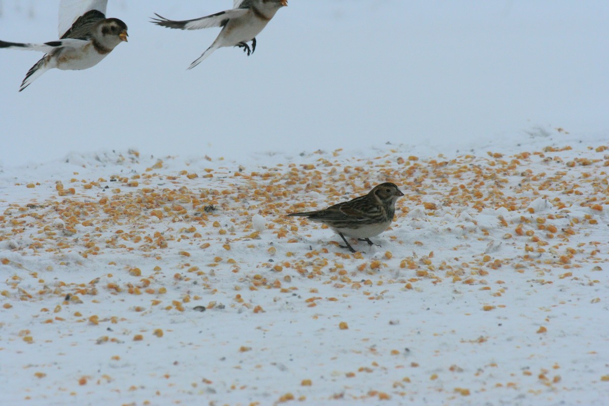 Подорожник лапландський - ML646771787