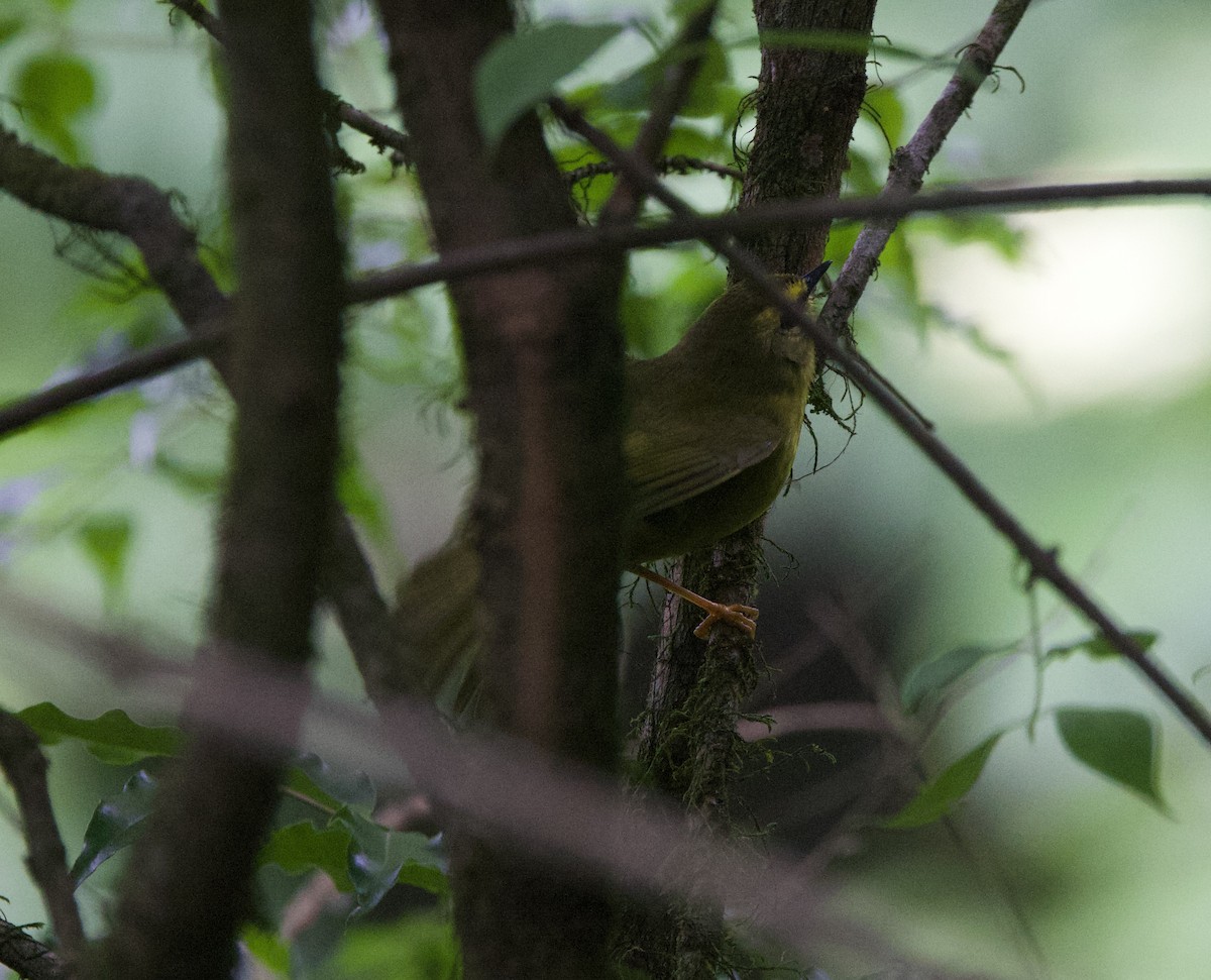 bergparula - ML646771788